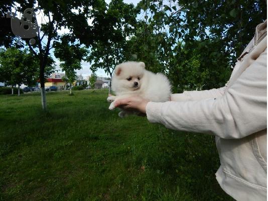 PoulaTo: Δύο Awesome T-Cup Pomeranian Puppies